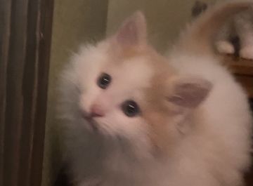 ノルウェージャンフォレストキャット【島根県・男の子・2021年7月18日・クリーム&amp;ホワイト（ロング）】の写真「淡い色のイケメン君」