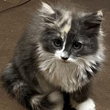 ノルウェージャンフォレストキャット【島根県・女の子・2022年6月21日・ダイリュートキャリコ（ロング）】の写真「淡い色の可愛らしい女の子」