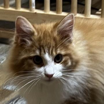 ノルウェージャンフォレストキャット【島根県・男の子・2022年6月24日・レッドマッカレイタビー&amp;ホワイト（ロング）】の写真「可愛らしい男の子」