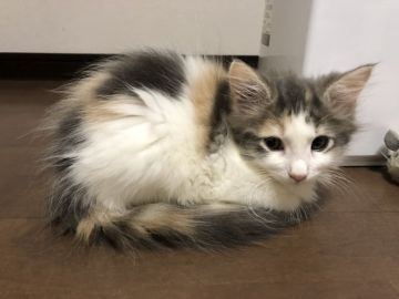 ノルウェージャンフォレストキャット【島根県・女の子・2018年5月12日・ダイリュートキャリコ】の写真「とっても可愛らしい子です。」