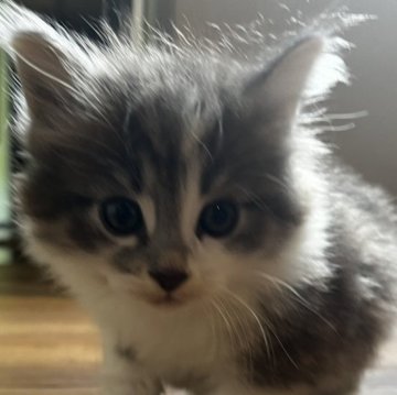 ノルウェージャンフォレストキャット【島根県・男の子・2023年5月25日・ブルータビー&amp;ホワイト（ロング）】の写真「シャイなイケメン君
黒いお鼻がワンポイント」