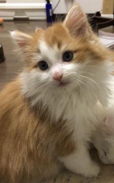 ノルウェージャンフォレストキャット【島根県・男の子・2018年12月4日・レッドタビー&ホワイト】の写真「濃いめの赤い毛色と真っ白なマフラー」