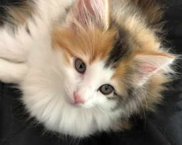 ノルウェージャンフォレストキャット【島根県・女の子・2018年5月12日・キャリコ】の写真「ちょっとお茶目な女の子」