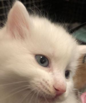 ノルウェージャンフォレストキャット【島根県・男の子・2018年12月4日・ホワイトソリッド】の写真「真っ白でモフモフな子」