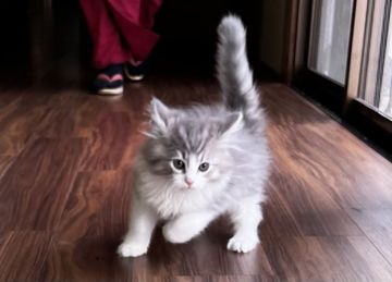 ノルウェージャンフォレストキャット【島根県・男の子・2022年1月21日・ブルータビー&amp;ホワイト（ロング）】の写真「淡い色でハチワレの美男子」