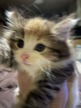 ノルウェージャンフォレストキャット【島根県・女の子・2019年12月25日・ブルーパッチドマッカレイタビー&ホワイト(キャリコ（長毛）】の写真「額のクリーム色とソックスがチャームポイントの女の子」