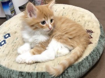 ノルウェージャンフォレストキャット【島根県・男の子・2018年11月19日・レッドマッカレイタビー&ホワイト】の写真「良血統、愛嬌ある可愛い男の子」
