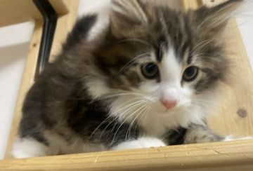 ノルウェージャンフォレストキャット【島根県・男の子・2021年3月30日・ブラックタビー&amp;ホワイト（ロング）】の写真「ブラックタビーのハチワレのイケメン、」