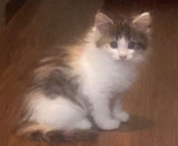 ノルウェージャンフォレストキャット【島根県・女の子・2021年7月18日・キャリコ（ロング）】の写真「綺麗な色分けの三毛ちゃん」