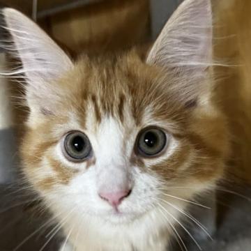 ノルウェージャンフォレストキャット【島根県・男の子・2022年6月24日・レッドマッカレイタビー&amp;ホワイト（ロング）】の写真「お目々のクリッとした美男子」