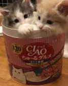 ノルウェージャンフォレストキャット【島根県・女の子・2018年5月12日・ダイリュートキャリコ】の写真2