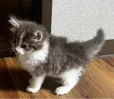 ノルウェージャンフォレストキャット【島根県・男の子・2023年5月25日・ブルータビー&ホワイト】の写真2「7月２日日撮影」