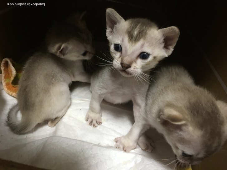 山田美佳ブリーダーのブログ：お迎えをお待ちの子達