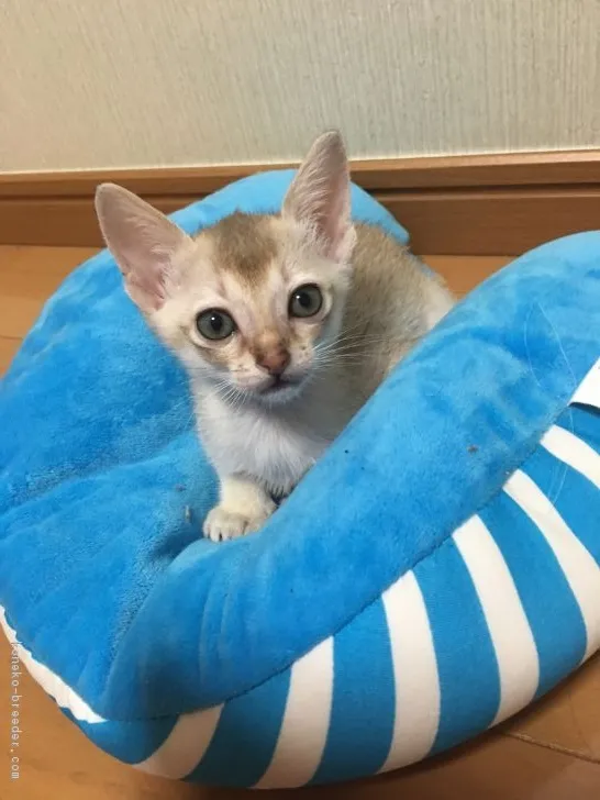 mster-g 様のお迎えした子猫