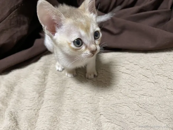 T.M 様のお迎えした子猫