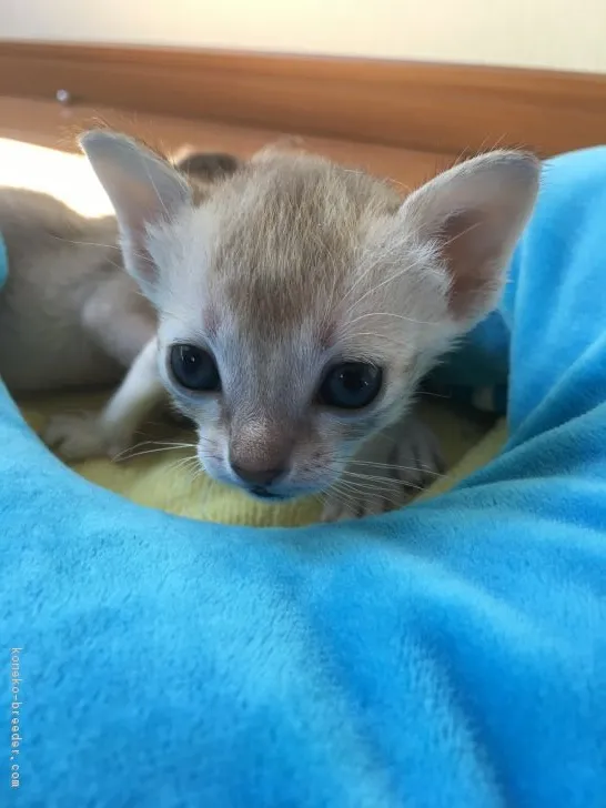 ID：1712-00080の子猫