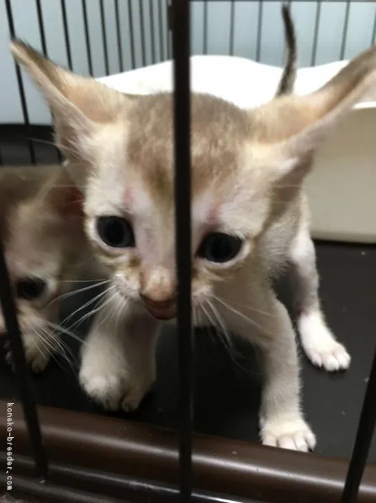 ID：1605-00869の子猫