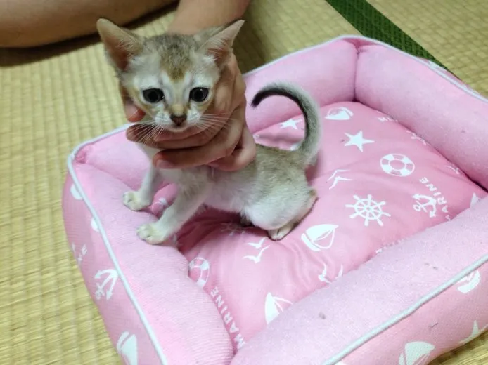 ID：1409-00287の子猫