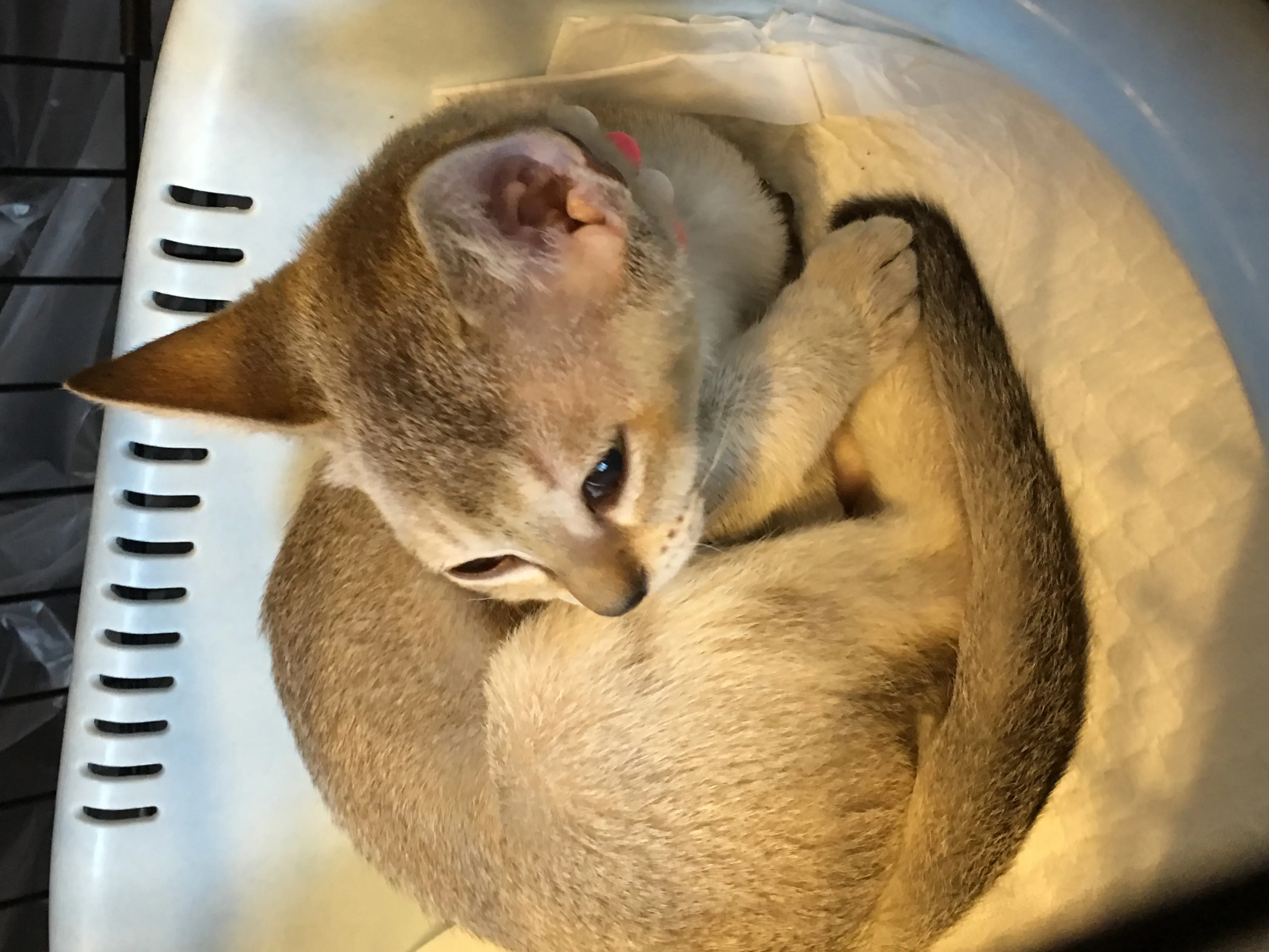 ID：1608-00223の子猫