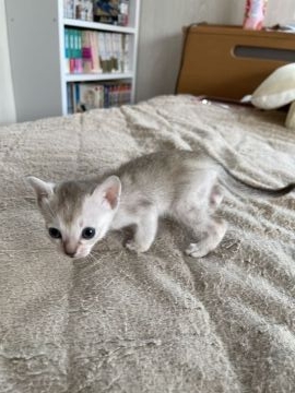 シンガプーラ【埼玉県・男の子・2021年4月6日・セピアアグーティ】の写真「プリンス予備軍です（笑）」