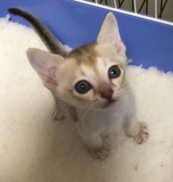 シンガプーラ【埼玉県・男の子・2019年1月2日・セピアアグーティ】の写真「王子に進化しました！」