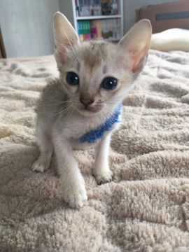 シンガプーラ【埼玉県・男の子・2019年6月1日・セピアアグーティ】の写真「おっとりさん」