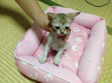 シンガプーラ【埼玉県・女の子・2014年8月1日・セピアアグーティ】の写真「」