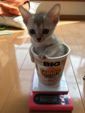 シンガプーラ【埼玉県・女の子・2017年2月14日・セピアアグーティ】の写真「バレンタインデーに生まれて来ました。」