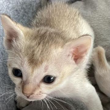 シンガプーラ【埼玉県・女の子・2022年9月7日・セピアアグーティ】の写真「おっとりさんな長女」