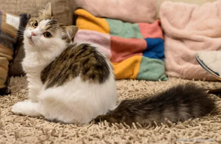 ID:2001-00302の子猫