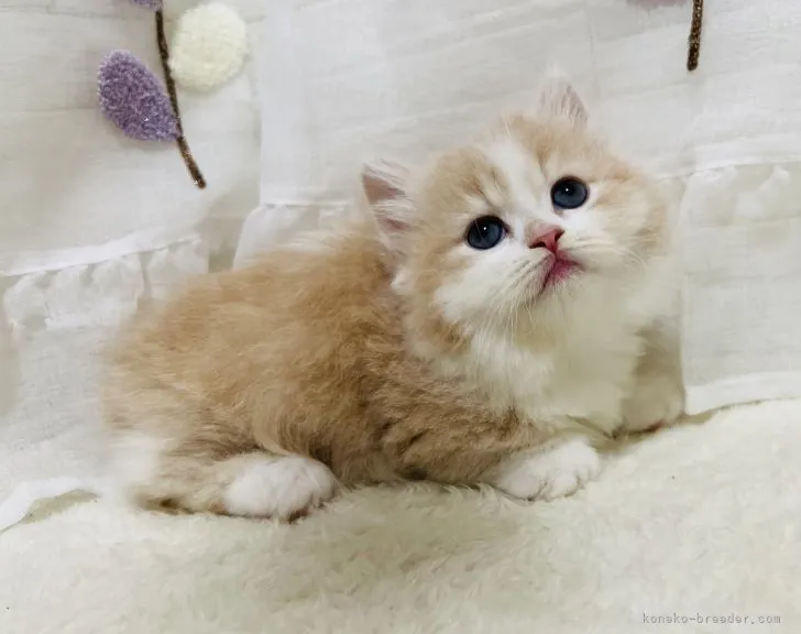 ID：2110-01576の子猫