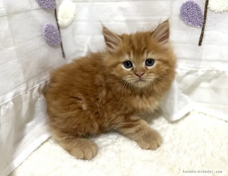 ID：2110-01574の子猫