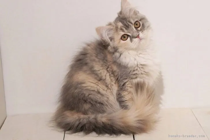 ID：2201-00704の子猫