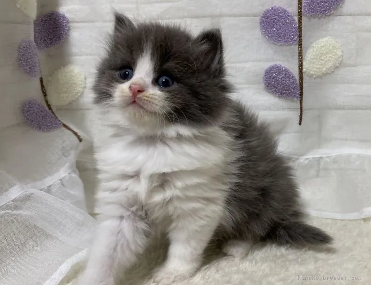 ID：2103-01929の子猫