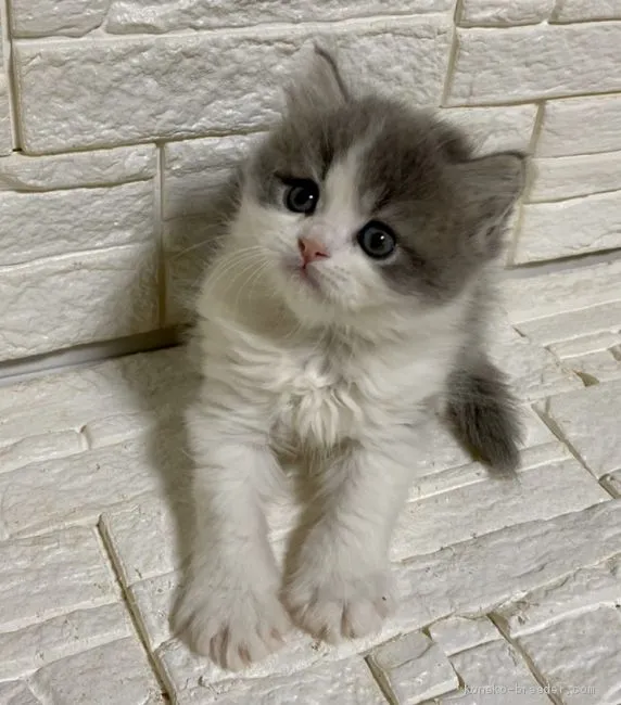 ID：2004-00979の子猫
