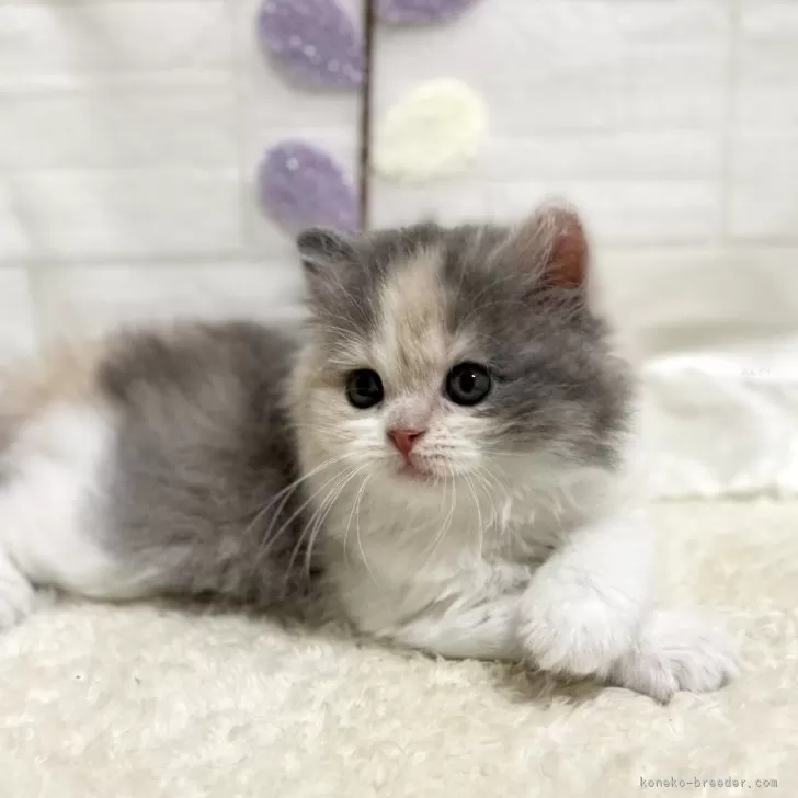 ID：2408-02715の子猫