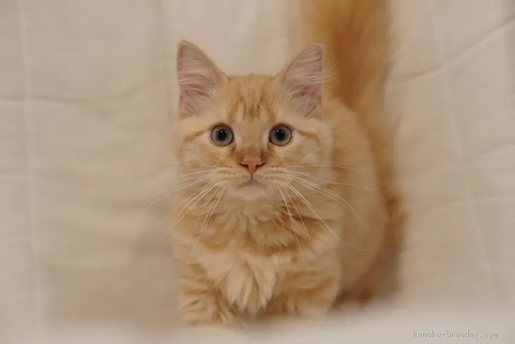 ID：1910-01588の子猫