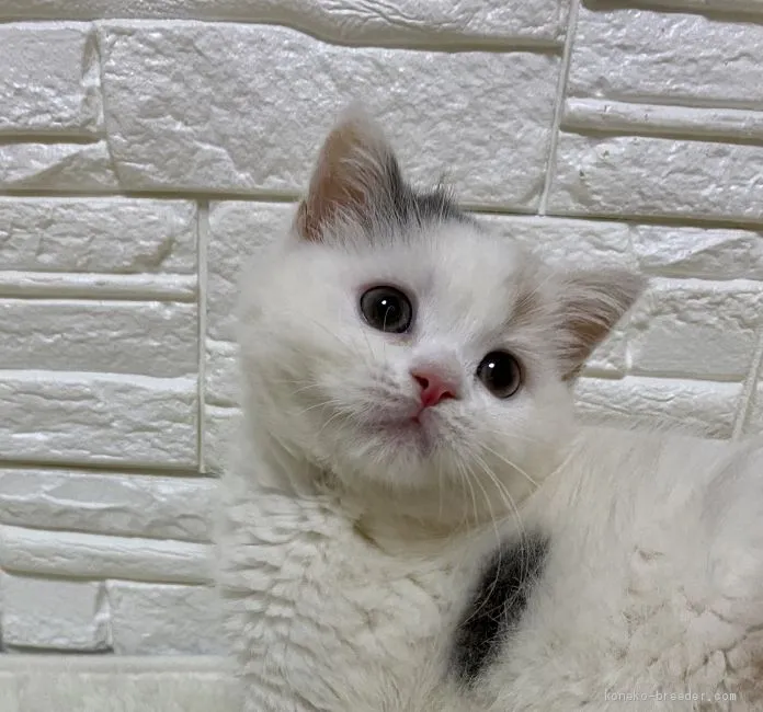 ID：2002-00859の子猫