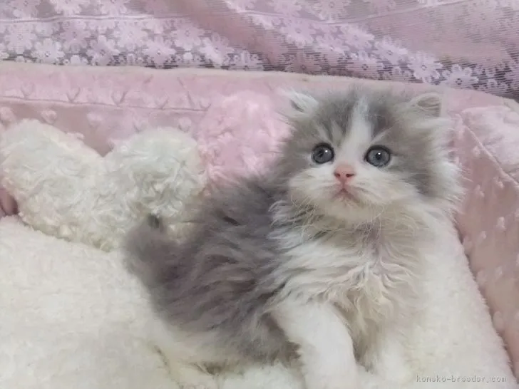 ID:1805-00480の子猫
