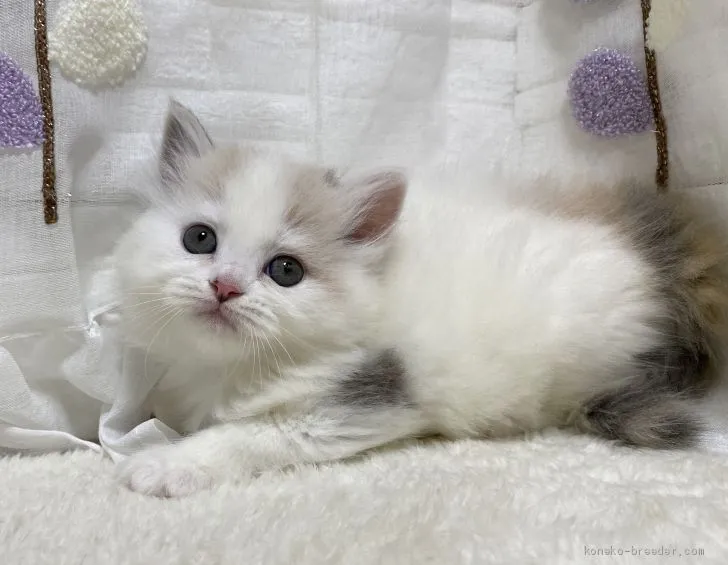 ID：2009-00050の子猫