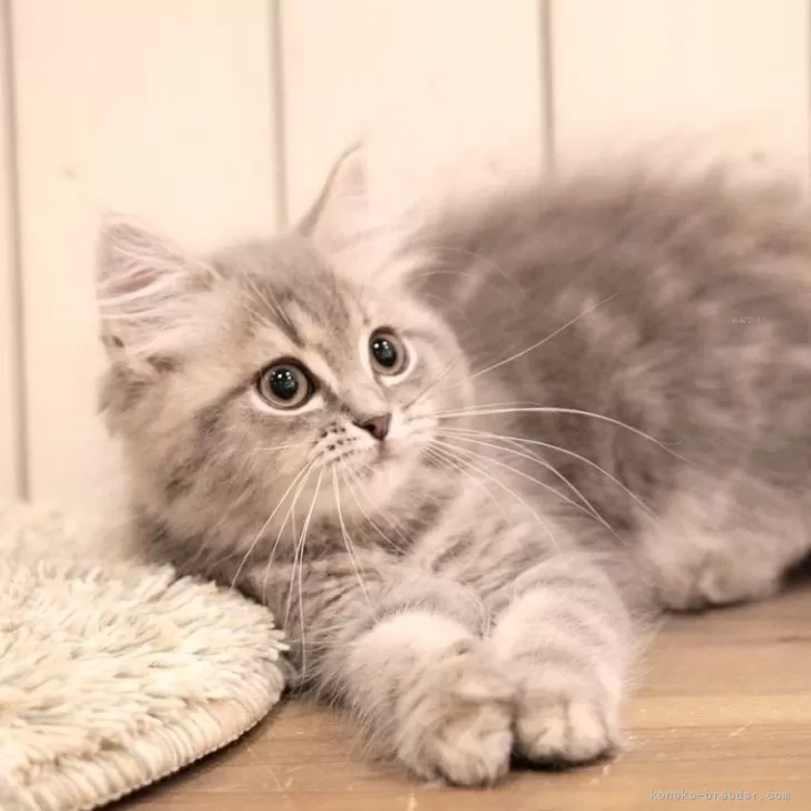 ID：2410-00069の子猫