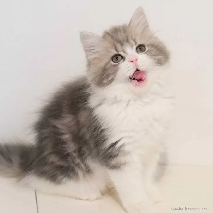 ID：2409-01950の子猫