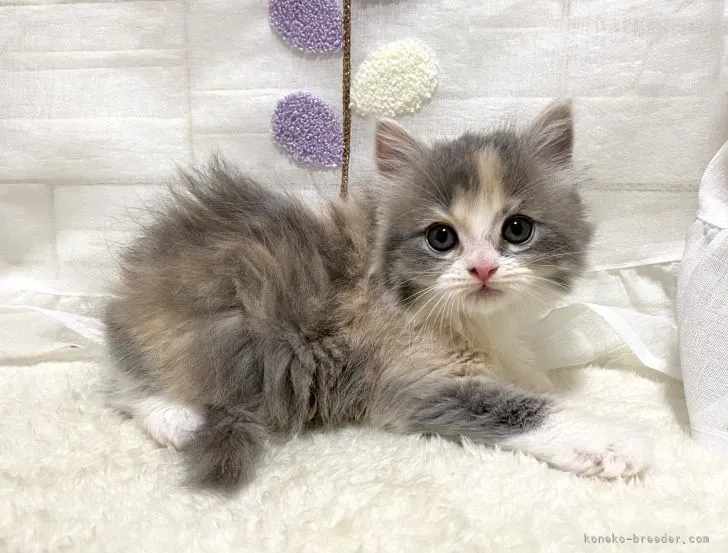 ID：2106-01628の子猫