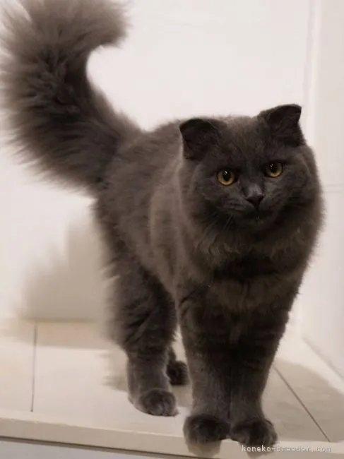 ID：2105-01991の子猫