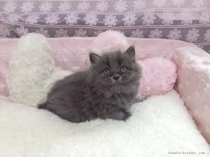 ID:1710-00182の子猫