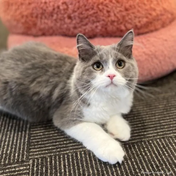 ID：2205-00004の子猫