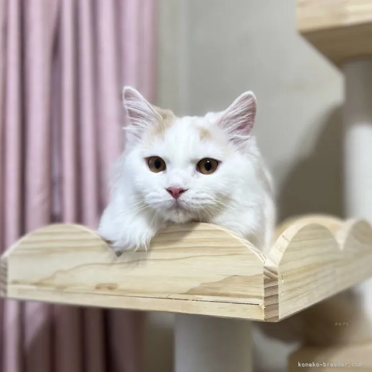 ID：2304-02019の子猫