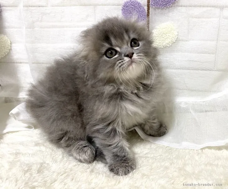 ID：2103-01392の子猫