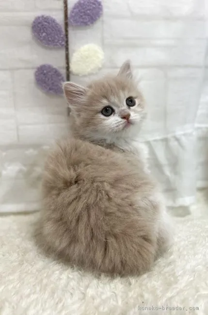 ID：2205-00002の子猫