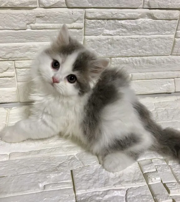 ID：1908-01806の子猫